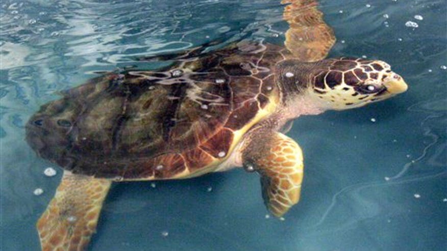 Loggerhead Sea Turtle